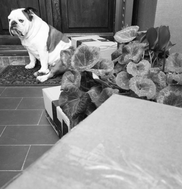 istock bulldog overwhelmed by boxes arrived in the mail 1223210506
