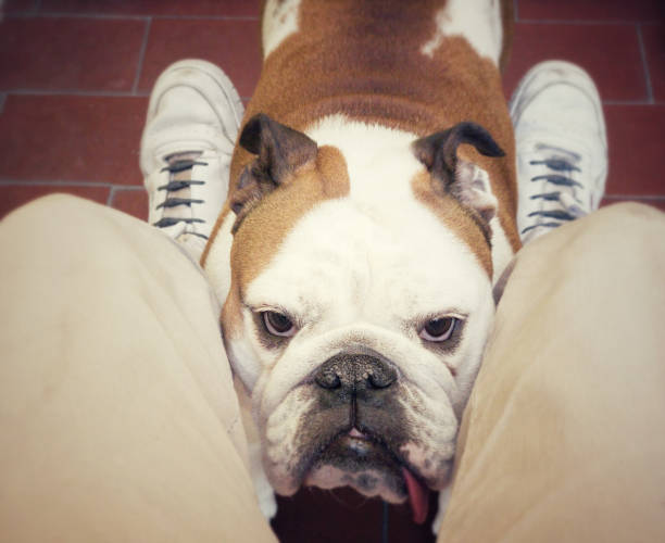 istock my dog between my legs 1223210554