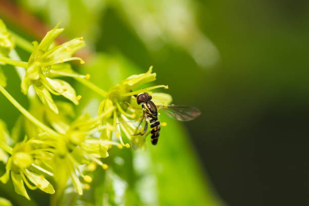 Eastern calligrapher fly (Toxomerus geminatus) on Norway maple (Acer platanoides) flowers in springtime.