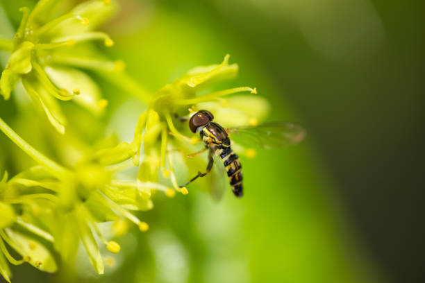 istock Eastern Calligrapher Fly on Norway Maple Flowers 1223211456