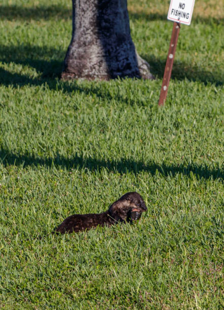 River Otters in South Miami Florida stock photo