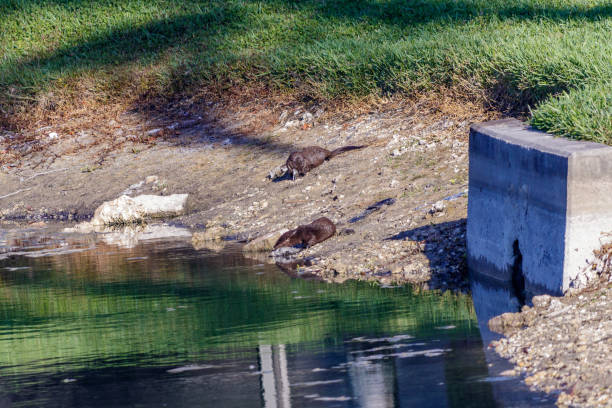 River Otters in South Miami Florida stock photo