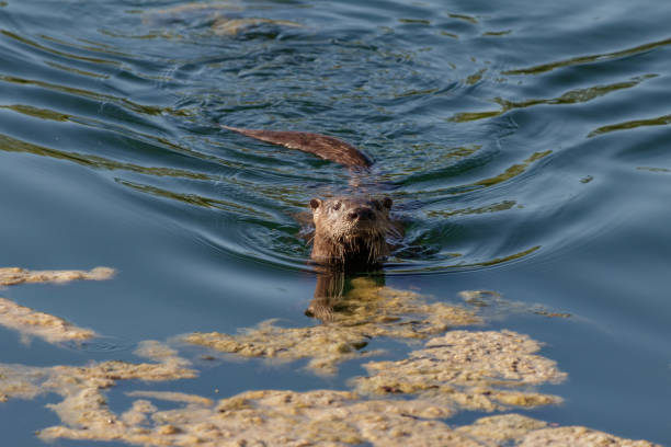 istock River Otters in South Miami Florida 1223211548
