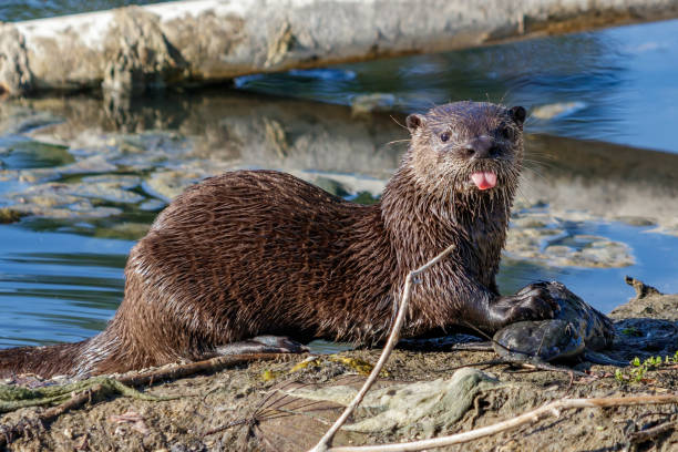 River Otters in South Miami Florida
