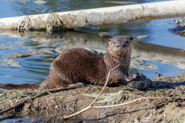 istock River Otters in South Miami Florida 1223211561