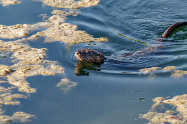 istock River Otters in South Miami Florida 1223211582