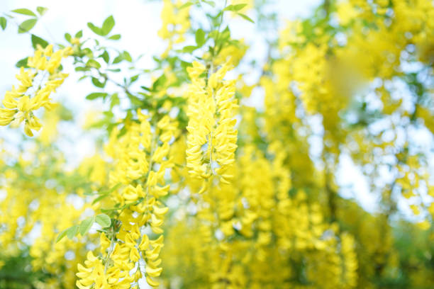 Laburnum, sometimes called golden chain or golden rain, is a genus of two species of small trees in the subfamily Faboideae of the pea family Fabaceae. Laburnum, sometimes called golden chain or golden rain, is a genus of two species of small trees in the subfamily Faboideae of the pea family Fabaceae. bright yellow laburnum flowers in garden golden chain tree image stock pictures, royalty-free photos & images