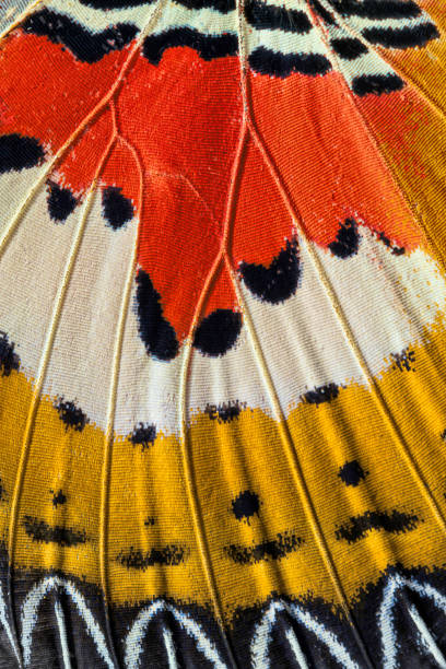 Closeup of an Indonesian cethosia hypsea butterfly wing in Orland Park, Illinois on May 3, 2020. This butterfly is of the family Nymphalidae. It is found in from Burma to Indonesia and the Philippines.