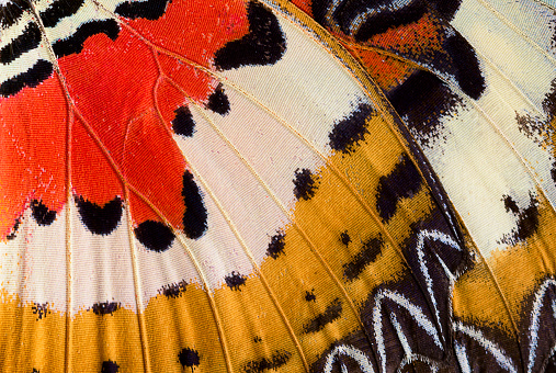 Closeup of an Indonesian cethosia hypsea butterfly wing in Orland Park, Illinois on May 3, 2020. This butterfly is of the family Nymphalidae. It is found in from Burma to Indonesia and the Philippines.