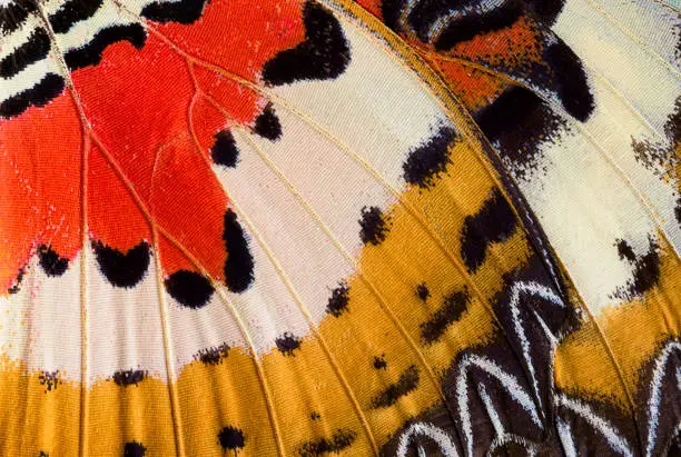 Photo of Abstract closeup of a butterfly wing