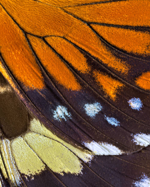 istock Abstract closeup of a butterfly wing 1223212315