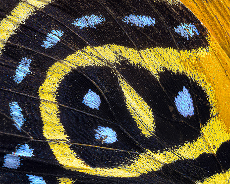 Closeup of a yellow orange callicore cynosura butterfly wing in Orland Park, Illinois on May 3, 2020