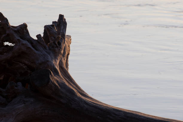 snag, drift wood