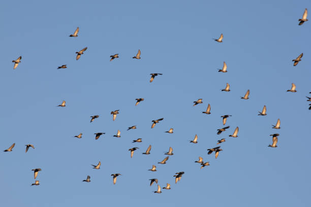 istock A flock of birds migrate in fall. 1223213445