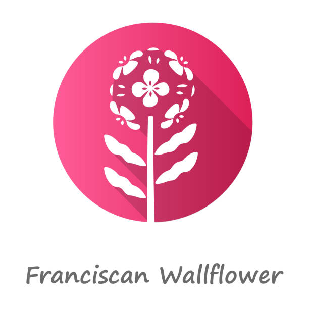 Franciscan wallflower pink flat design long shadow glyph icon. Garden flowering plant with name. Erysimum franciscanum inflorescence. Blooming wildflower, weed. Vector silhouette illustration Franciscan wallflower pink flat design long shadow glyph icon. Garden flowering plant with name. Erysimum franciscanum inflorescence. Blooming wildflower, weed. Vector silhouette illustration erysimum stock illustrations