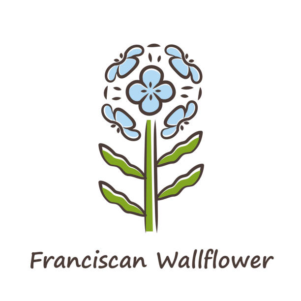 Franciscan wallflower blue color icon. Garden flowering plant with name inscription. Erysimum franciscanum inflorescence. Blooming wildflower, weed. Spring blossom. Isolated vector illustration Franciscan wallflower blue color icon. Garden flowering plant with name inscription. Erysimum franciscanum inflorescence. Blooming wildflower, weed. Spring blossom. Isolated vector illustration erysimum stock illustrations