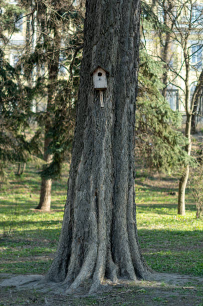 gran árbol grueso en el parque con una casa de pájaros. luz del día en el parque. - birdhouse house bird house rental fotografías e imágenes de stock