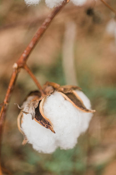 istock Up-Close Open Cotton Bolls on Branch 1223217389