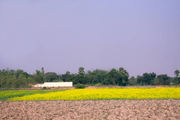 istock yellow mustard flower grown just beside a empty field 1223217497
