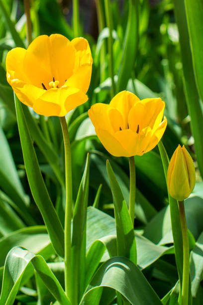 Three yellow tulips close-up, yellow Tulip buds