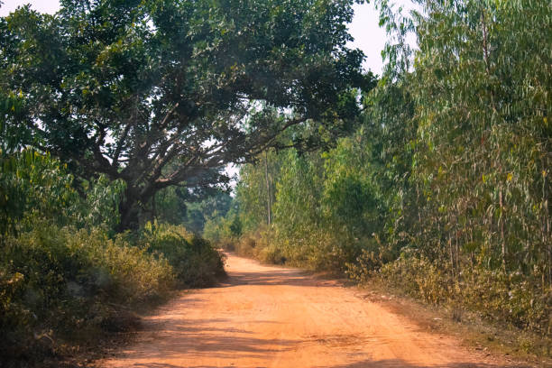 istock a empty muddy village road moving between a green forest 1223218460