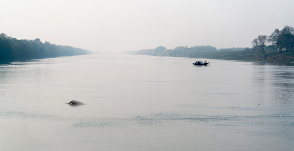 Ganges river dolphin and a boat carrying people crossing Ganges river