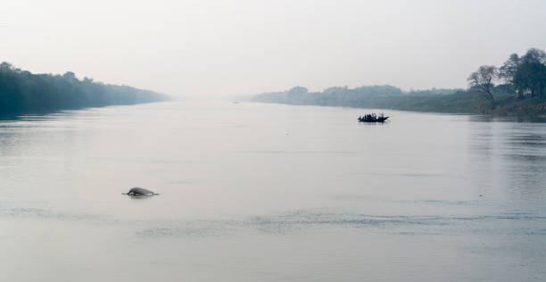 Ganges river dolphin and a boat carrying people crossing the river stock photo