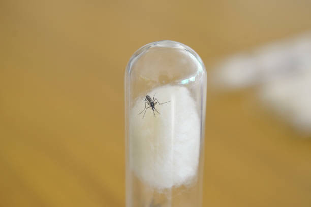 Carrying out research and examination on Aedes mosquito for diseases like Dengue and other mosquito borne diseases. Mosquitoes are catched and kept in test tubes for experiment and research for better health care.