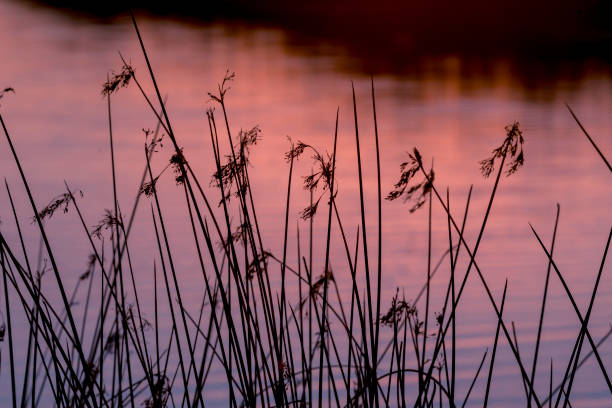 istock Grassland Silhouette at Sunset over the lake 1223219101