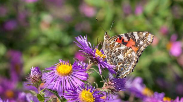 istock Belle-Dame butterfly and New England aster. 1223220078