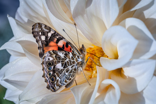 A Belle-Dame butterfly forages a dahlia in the fall of Quebec.