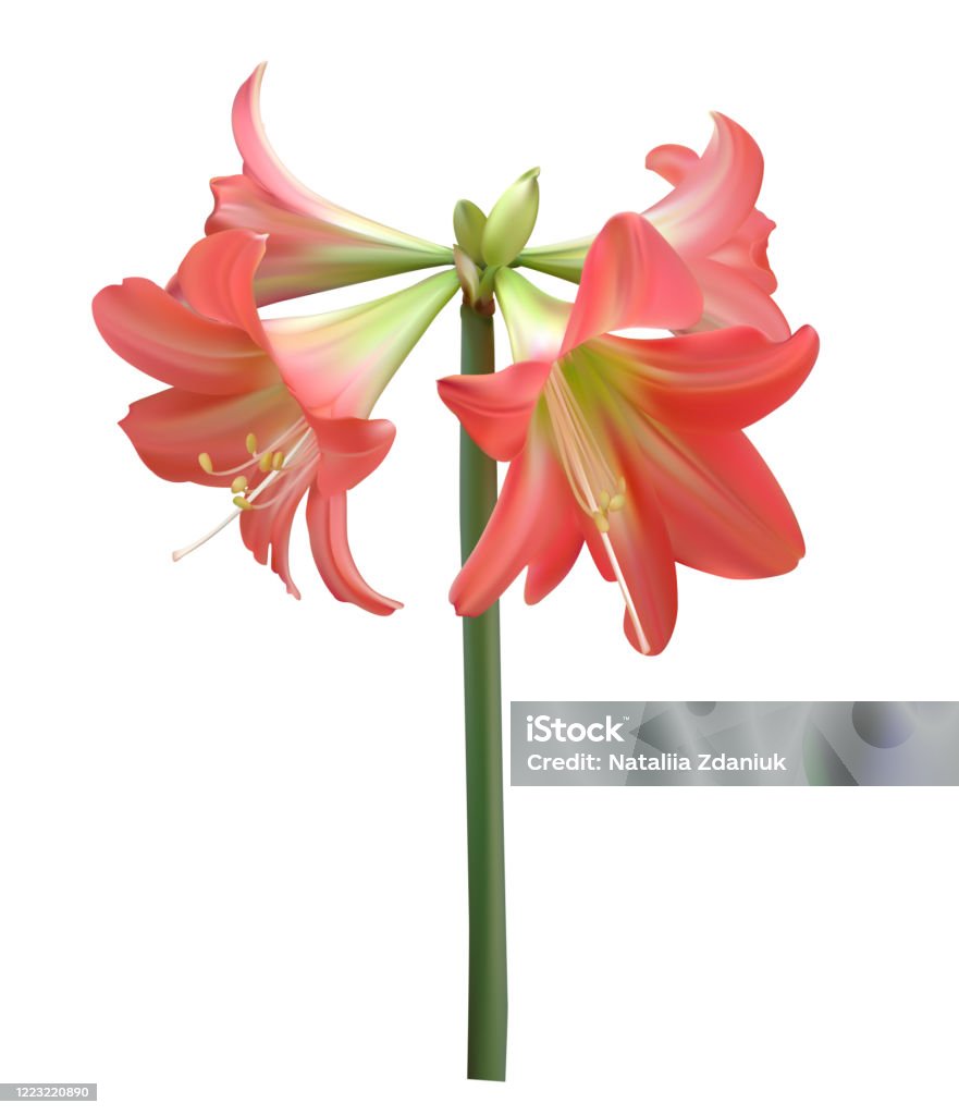Ilustración de Flores Aislado Rosa Azucena Los Brotes Pétalos y más Vectores Libres de Derechos de Flor - iStock Ilustración de Flores Aislado Rosa Azucena Los Brotes Pétalos y más Vectores Libres de Derechos de Flor - iStock