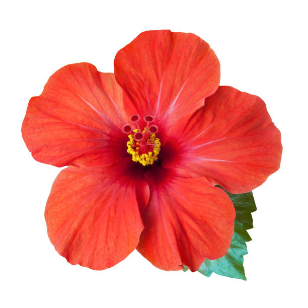 istock bright red hibiscus flower isolated 1223221887