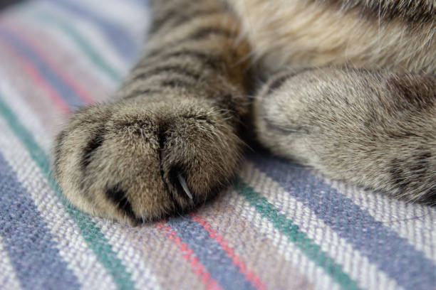 istock Paws of a cat sleeping on a blanket showing its claws 1223222250