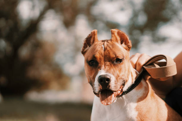 istock A man holds a dog on a leash. Close up. Toned 1223222879