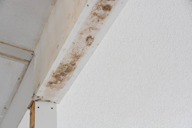 istock Mold growing on ceiling drywall uncovered during renovations 1223223142