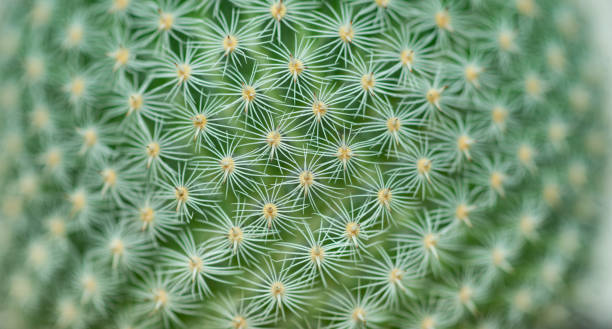 istock Closed up Mammilaria perbella cactus with white thorn texture background. Small beautiful and drought resistant, succulent plant 1223223604