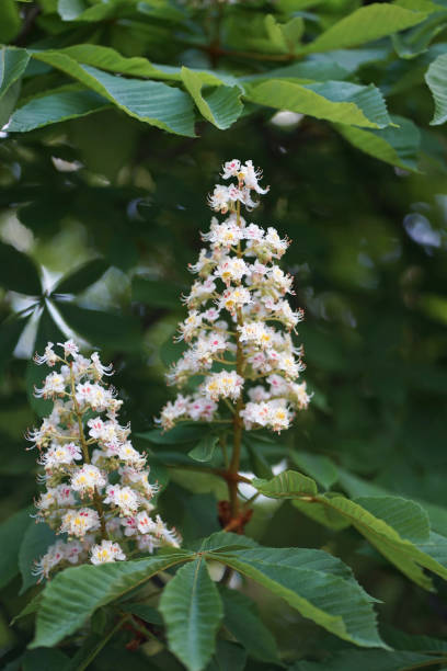 istock Close up flowers of white Aesculus hippocastanum, a large deciduous, synoecious (hermaphroditic-flowered) tree, commonly known as horse-chestnut or conker tree. 1223223820