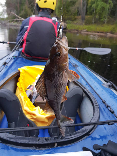 istock Caught fish from the river. Ecotourism, visiting fragile, untouched natural areas. Active recreation fishing in Karelia 1223223845