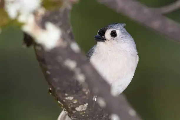 Tufted Titmouse Perched in a Tree