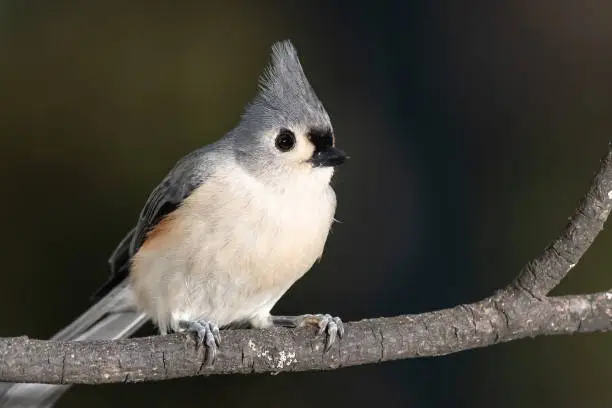 Tufted Titmouse Perched Delicately on a Slender Branch