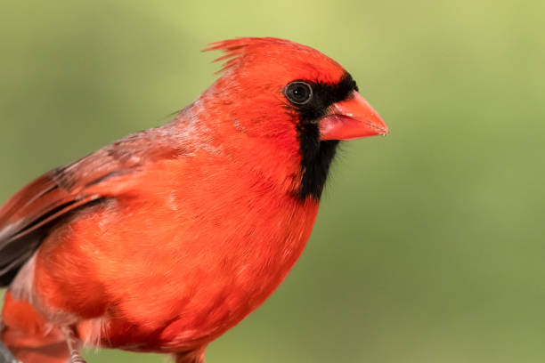 A close-up shot of a red Northern cardinal on the grass