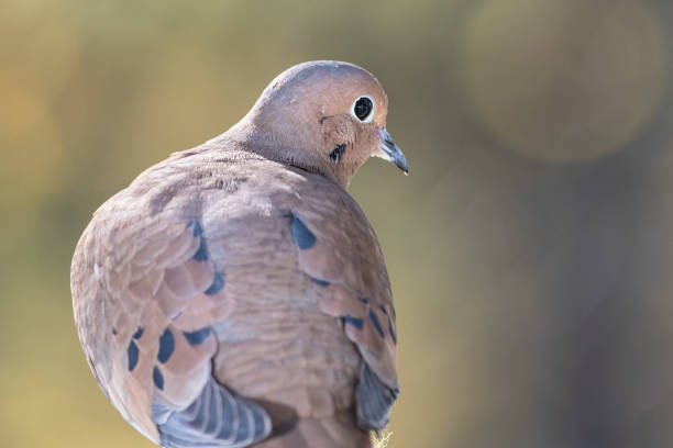 istock Profile of a Mourning Dove Perched on a Branch 1223224729