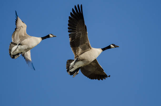 istock Pair of Canada Geese Flying in a Blue Sky 1223224740