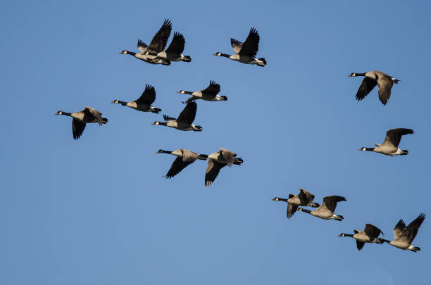 istock Flock of Canada Geese Flying in a Blue Sky 1223224799