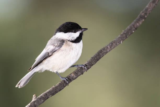 istock Carolina Chickadee Perched on a Slender Branch 1223224887
