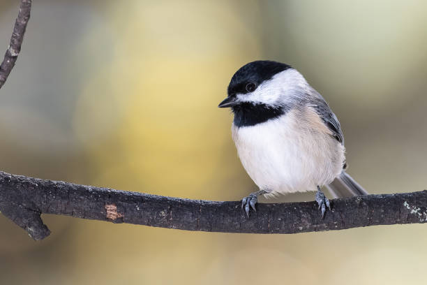 istock Carolina Chickadee Perched Delicately on a Slender Branch 1223224896