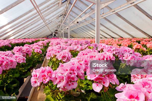 Greenhouse Stock Photo - Download Image Now - Greenhouse, Geranium, Flower