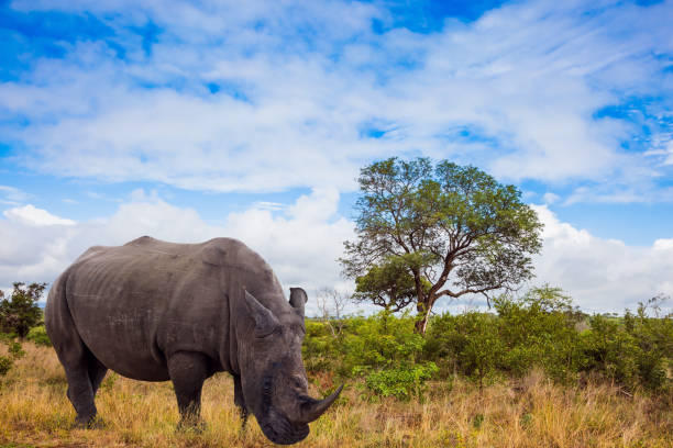 istock African white rhino with powerful horn 1223225087