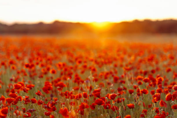 istock Poppies on green field on warm summer sunset 1223225174